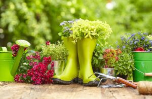 The 3 Best Gardening Tips for Rookies