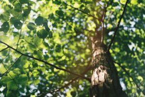 Tree Maintenance Tips You Should Know